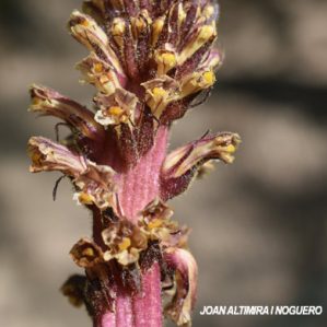 Anomalia 67 Orobanche hederae.