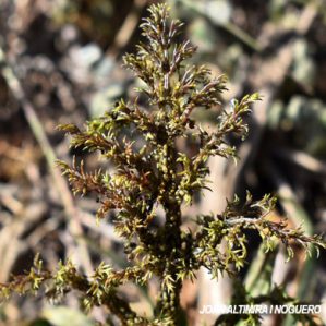 Anomalia 66 (Foeniculum vulgare)