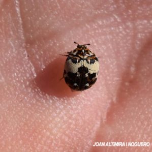 Anthrenus pimpinellae