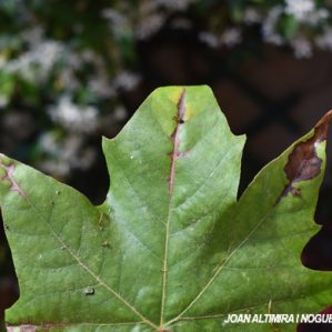 Apiognomonia veneta. (Pat)