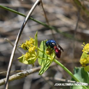 Chrysis ignita