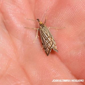 Chrysoteuchia culmella