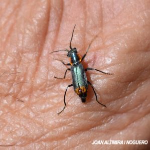 Clanoptilus marginellus