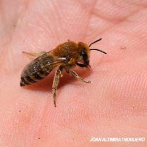 Colletes succinctus