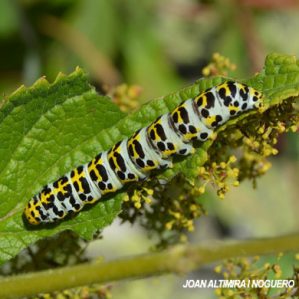 Cucullia scrophulariae