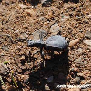 Elenophorus collaris