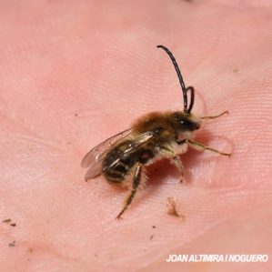 Eucera longicornis