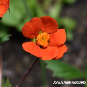 Geum coccineum