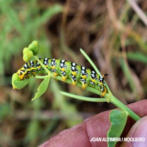 Hyles euphorbiae