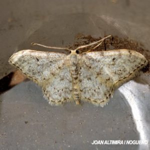 Idaea calunetaria