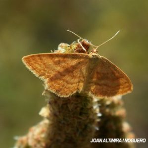 Idaea ochrata