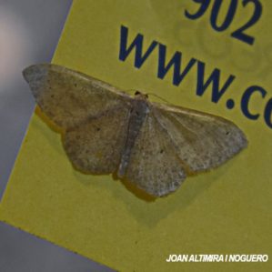 Idaea straminata
