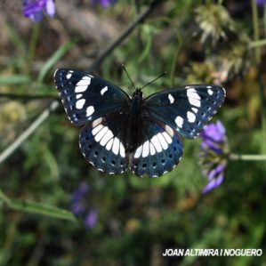 Limenitis reducta