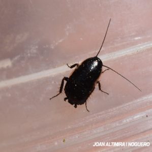 Loboptera decipiens