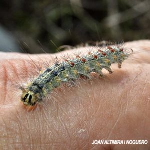 Lymantria dispar