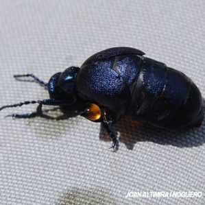 Meloe violaceus