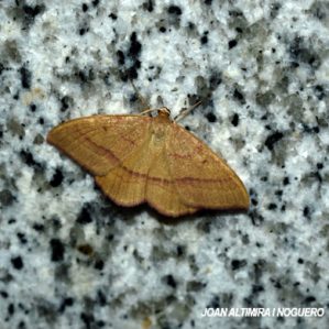 Rhodostrophia vibicaria