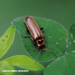 Cantharis brevicornis