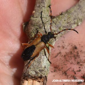 Stictoleptura stragulata
