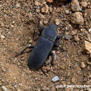 Tenebrio obscurus