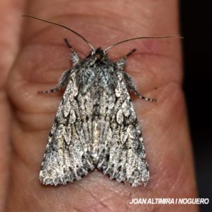 Xylocampa areola