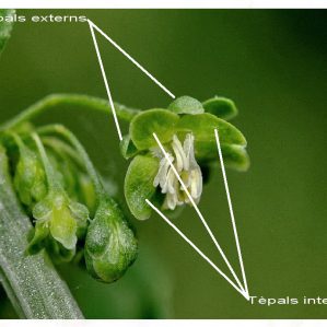 Morfologia de Rumex