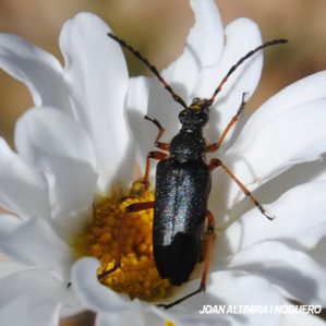 Anoplodera rufipes