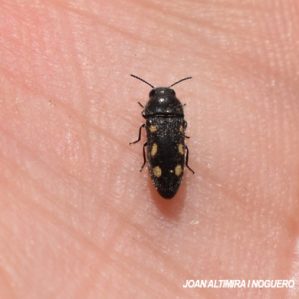 Acmaeodera bipunctata