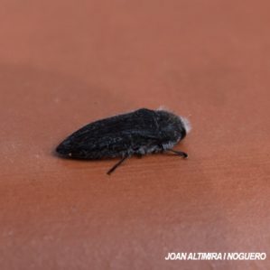 Acmaeodera cylindrica