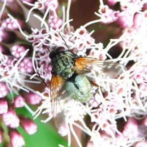 Phaonia angelicae