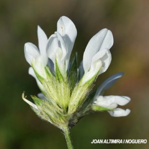 Bituminaria bituminosa var. albiflora.