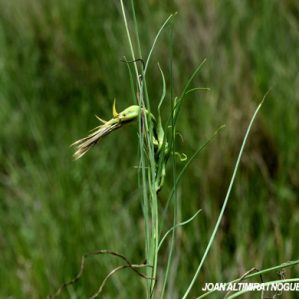 Brachycaudus tragopogonis