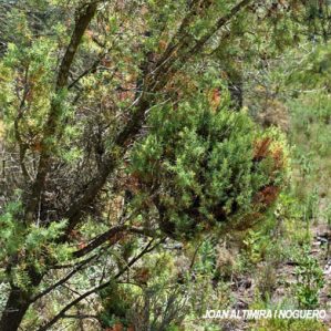 Candidatus phytoplasma phoenicium. (Pat)