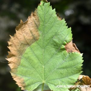 Cercospora microsera. (Pat)