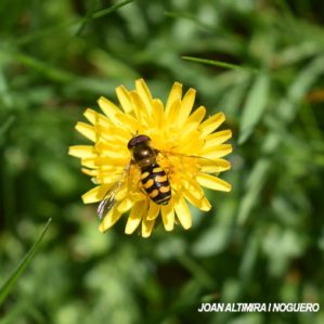 Eupeodes luniger