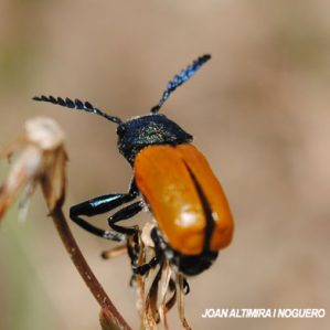 Labidostomis taxicornis