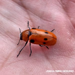 Tituboea sexpunctata