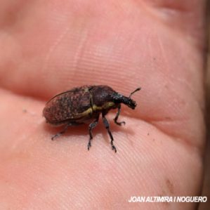 Larinus scolymi