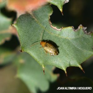 Longitarsus ochroleucus