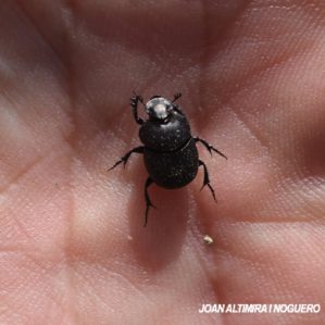 Onthophagus taurus