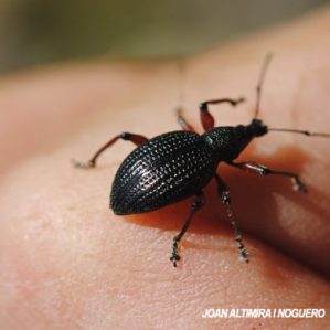 Otiorhynchus coecus