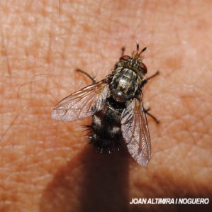 Peleteria rubescens