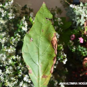 Phytophthora cinnamomi. (Pat)