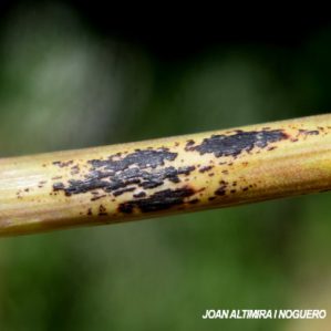Puccinia allii. (Pat)