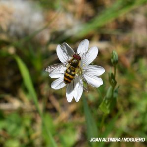 Syrphus ribesii