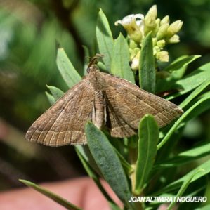 Herminia tarsicrinalis