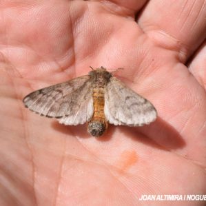 Thaumetopoea pityocampa