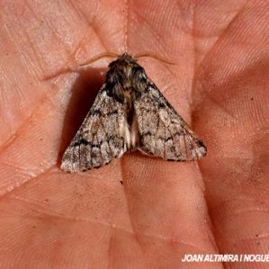 Thaumetopoea procesionaria