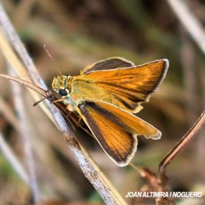 Thymelicus acteon
