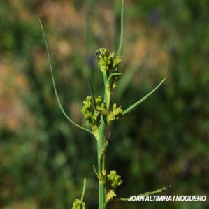 Timaspis cichorii
